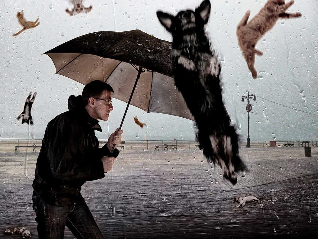 Raining-cats-and-dogs