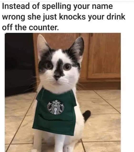 Starbuck_s_cat