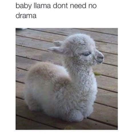 alpaca-baby-llama-dont-need-no-drama