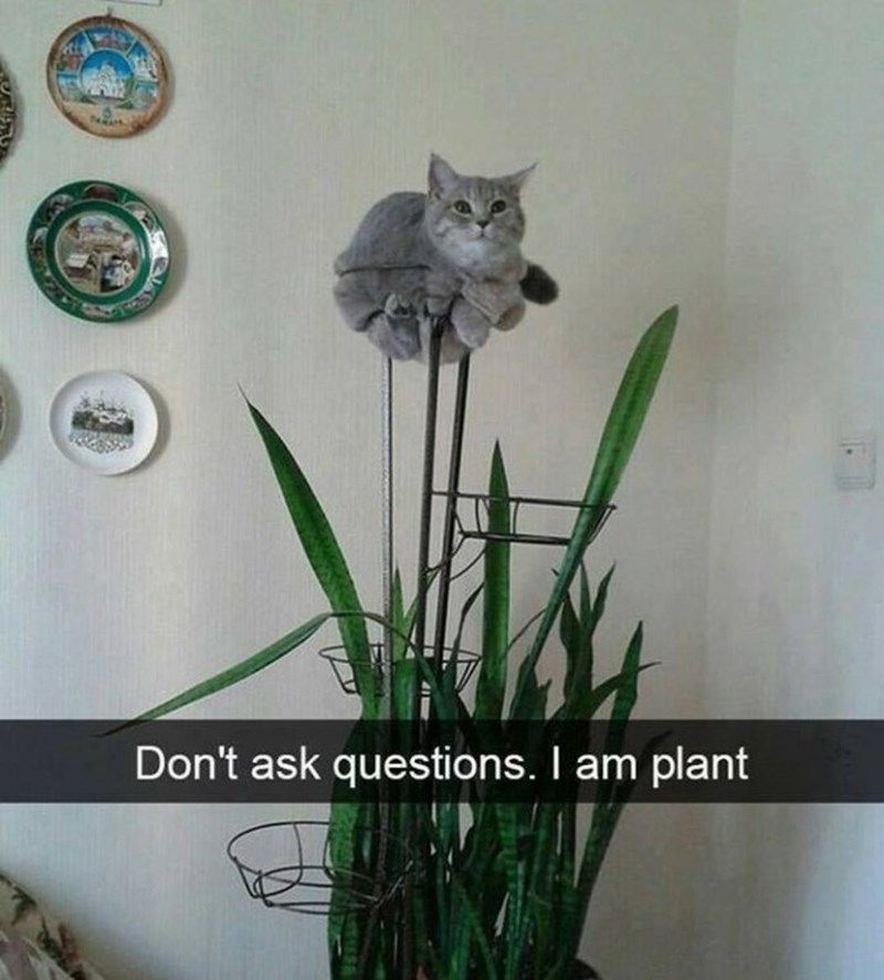 am-plant