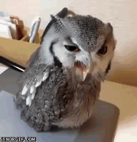 angry-owl