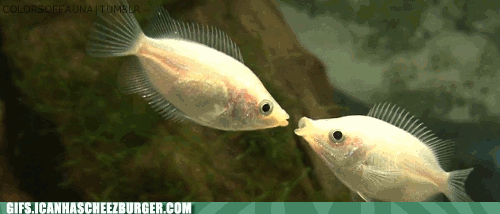 animal-gifs-fish-kiss