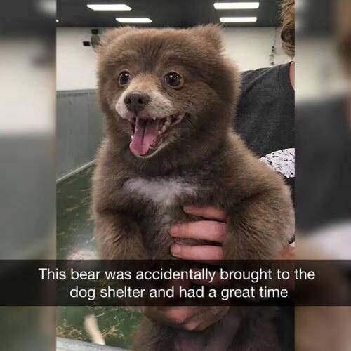 animal-this-bear-accidentally-brought-dog-shelter-and-had-great-time