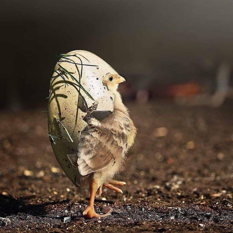 armored_bird