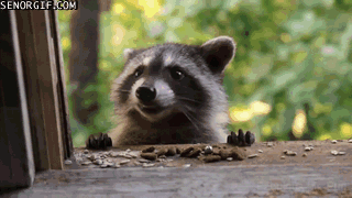 baby-raccoon-gets-some-snacks