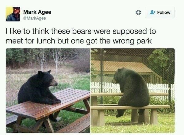 bears-were-supposed-meet-lunch-but-one-got-wrong-park