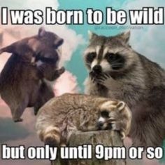 born-be-wild-but-only-until-9pm-or-so