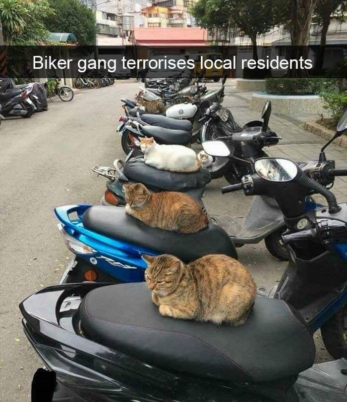 cat-biker-gang-terrorises-local-residents
