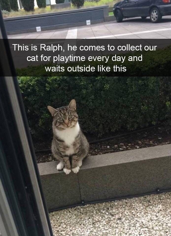 cat-ca-this-is-ralph-he-comes-collect-our-cat-playtime-every-day-and-waits-outside-like-this