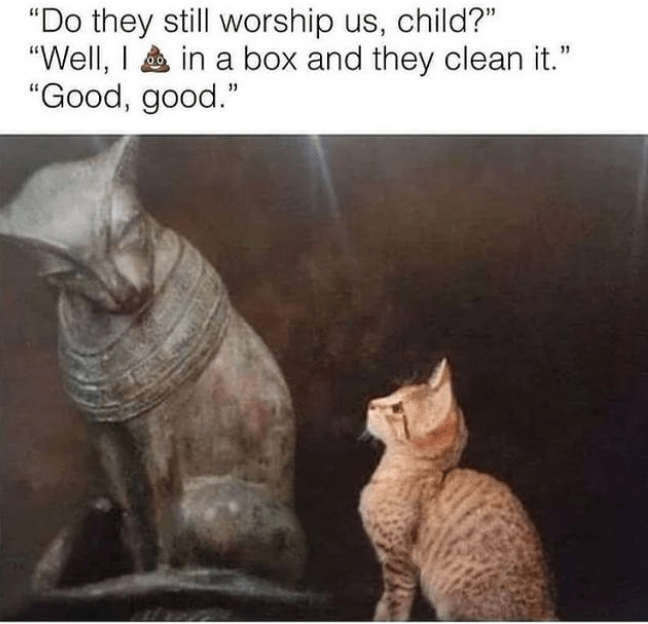 cat-do-they-still-worship-us-child