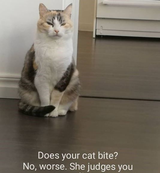 cat-does-cat-bite-no-worse-she-judges