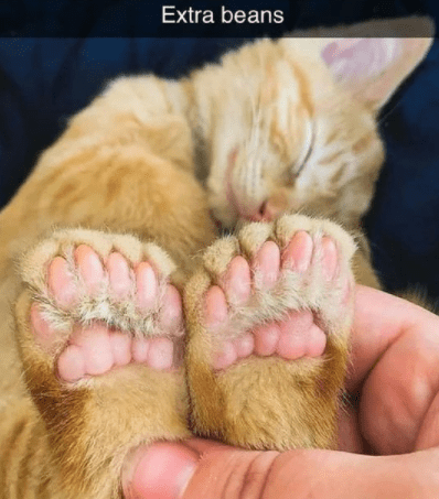 cat-extra-beans