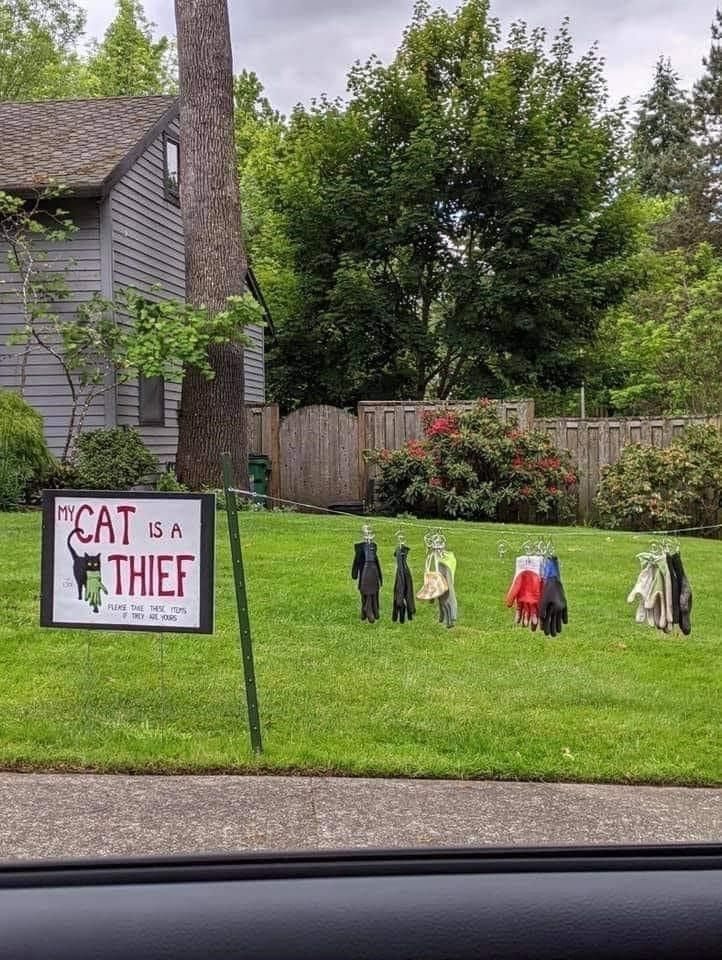 cat-is-thief