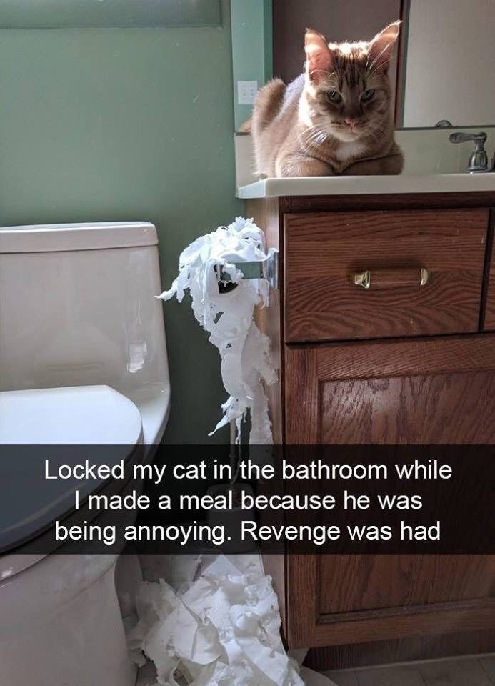 cat-locked-my-cat-bathroom-while-made-meal-because-he-being-annoying-revenge-had