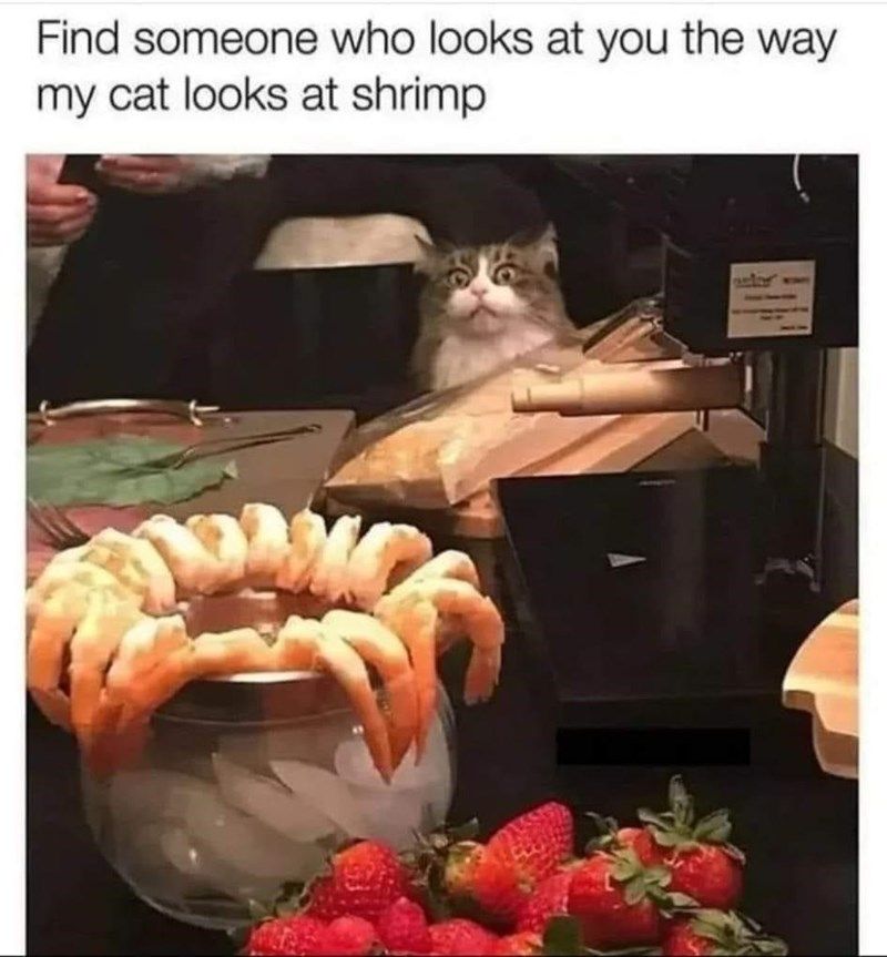 cat-looks-at-shrimp