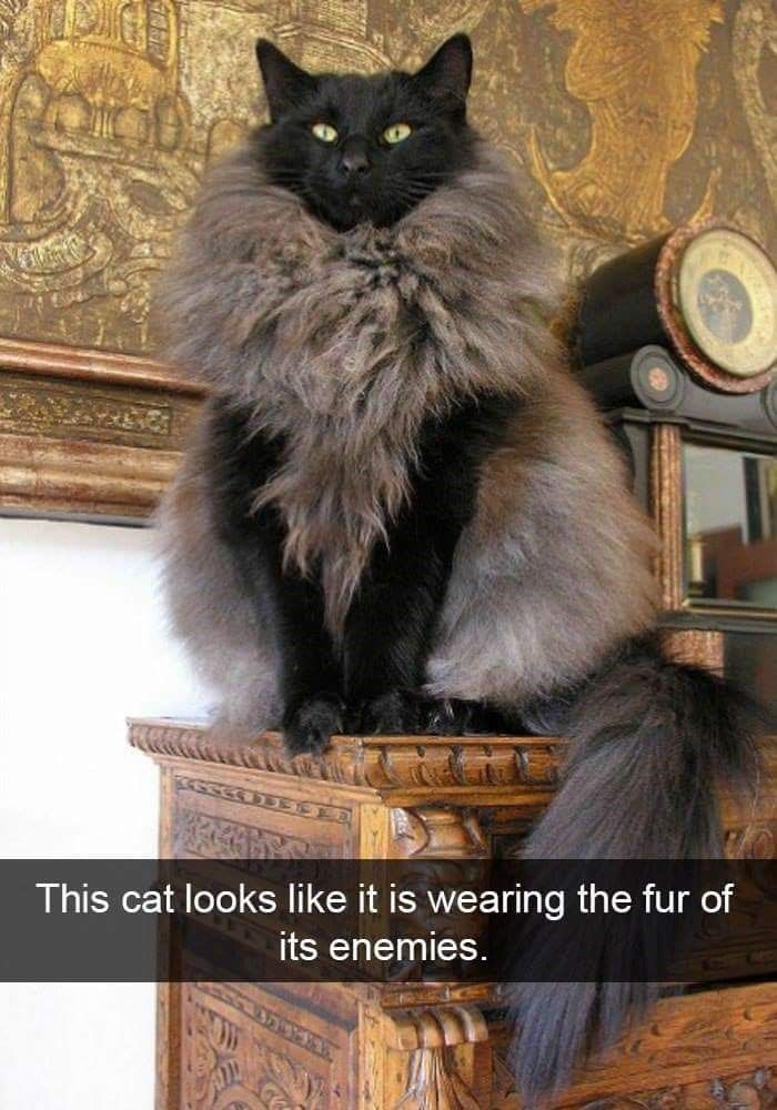 cat-looks-like-is-wearing-fur-its-enemies