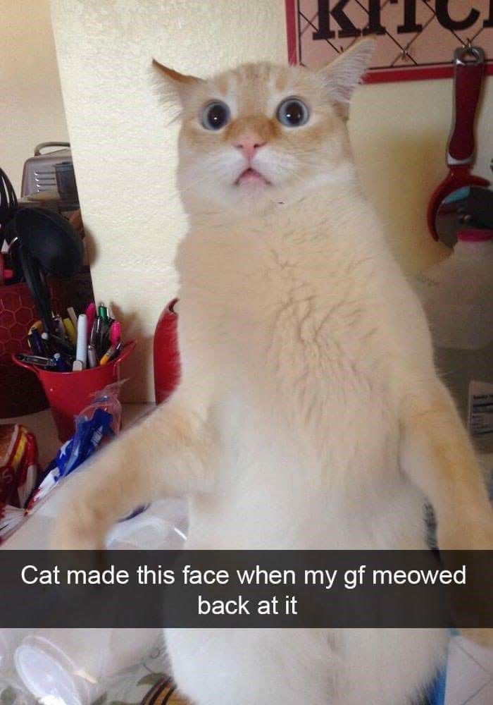 cat-made-this-face-my-gf-meowed-back