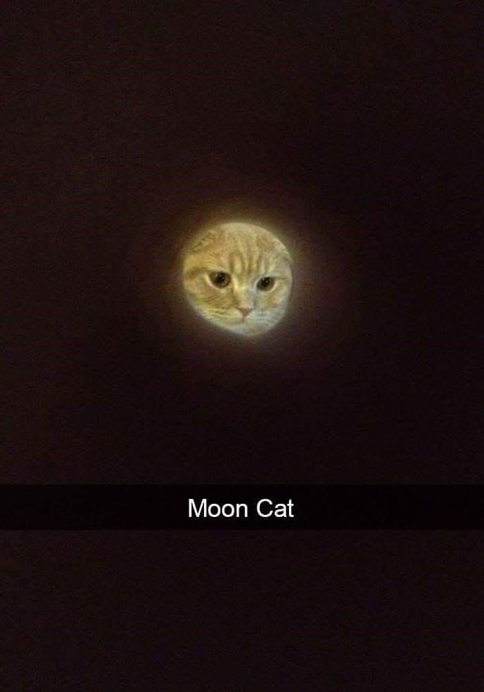 cat-moon-cat