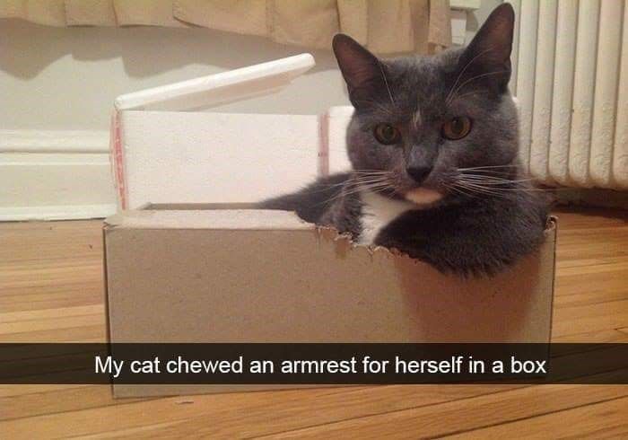 cat-my-cat-chewed-an-armrest-herself-box