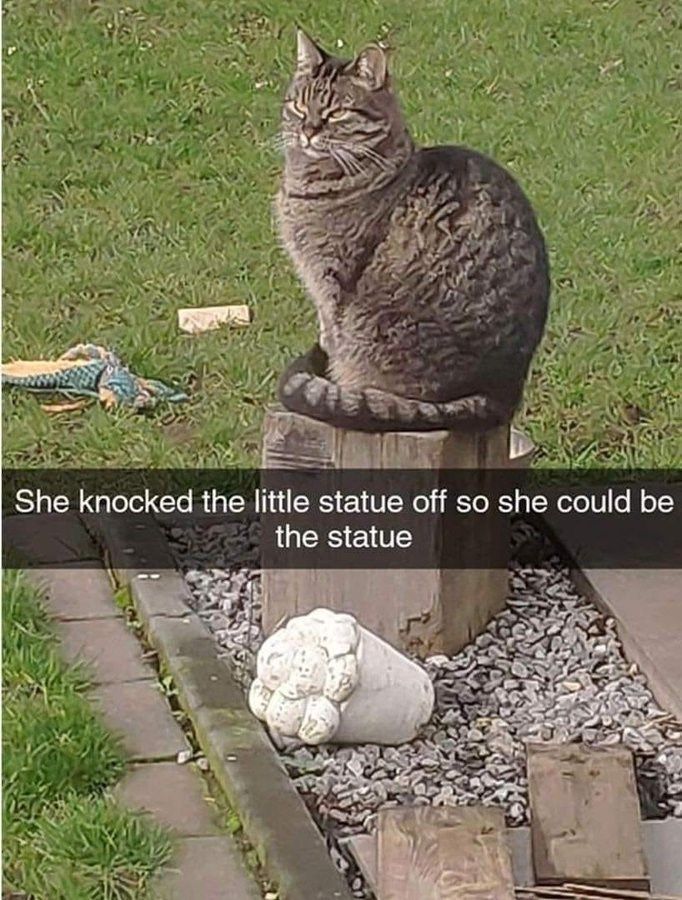cat-she-knocked-little-statue-off-so-she-could-be-statue