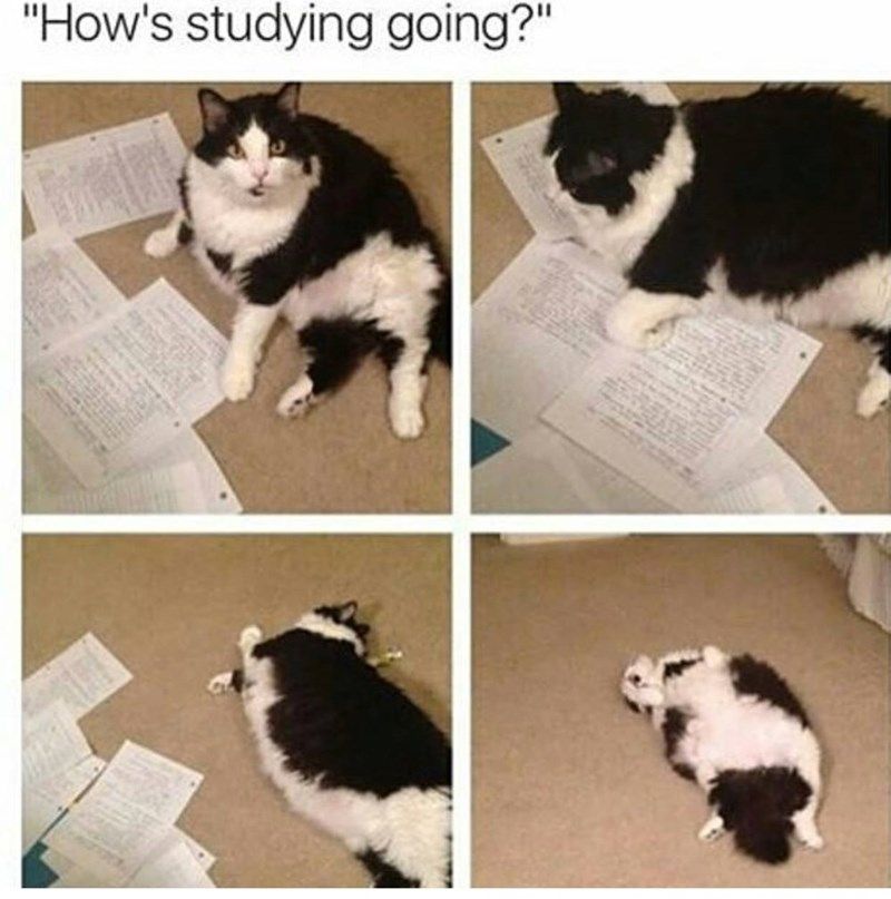 cat-studying