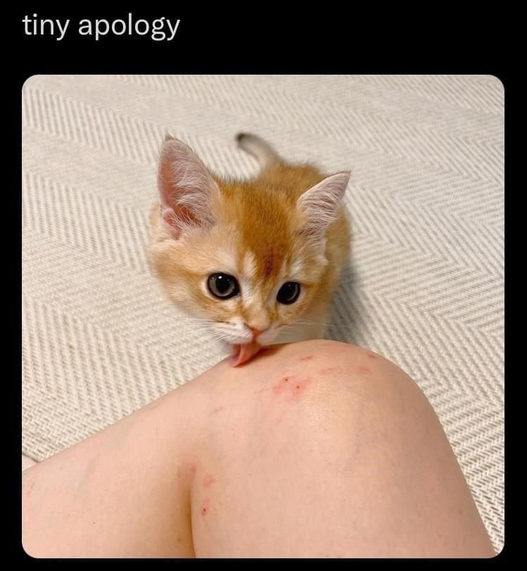 cat-tiny-apology