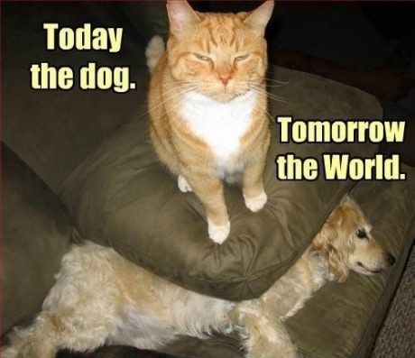 cat-today-the-dog-tomorrow-the-world