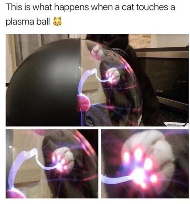 cat-touches-plasma-ball