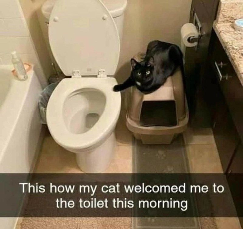 cat-welcomed-toilet