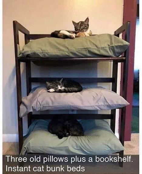 cat_bunk_beds