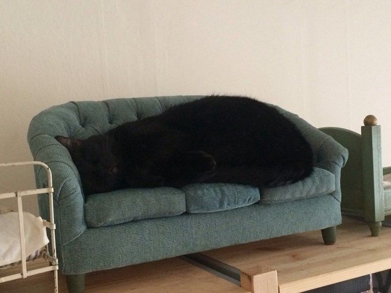 cat_couch