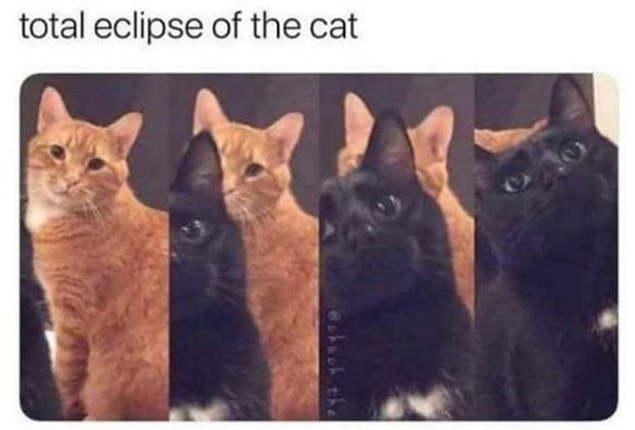 cat_total_eclipse_cat