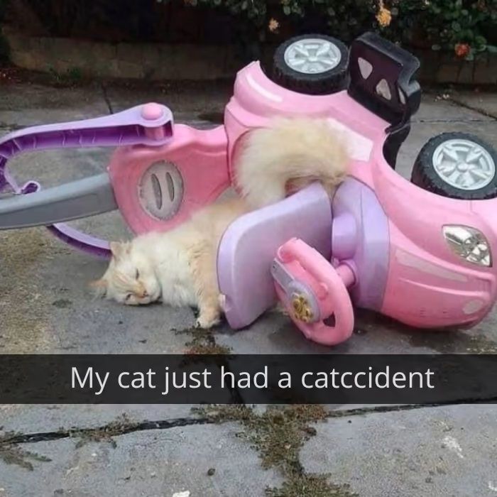 catccident