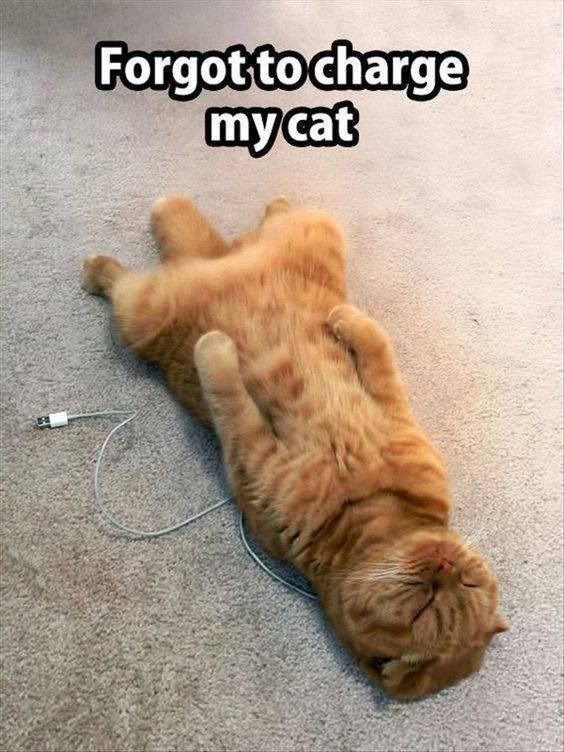 charge_cat