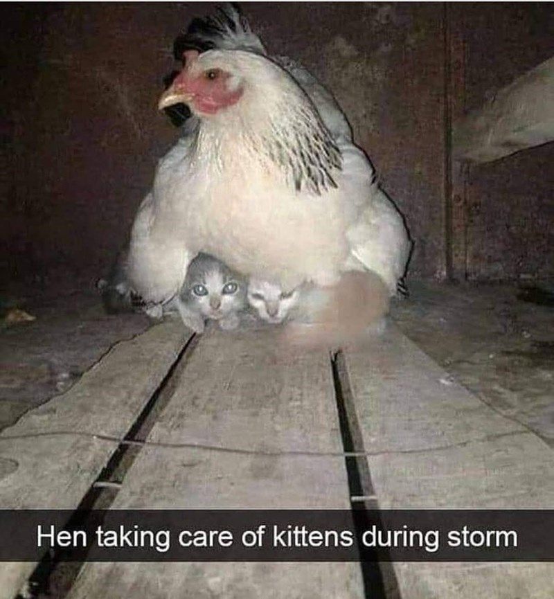 chicken-hen-taking-care-kittens-during-storm