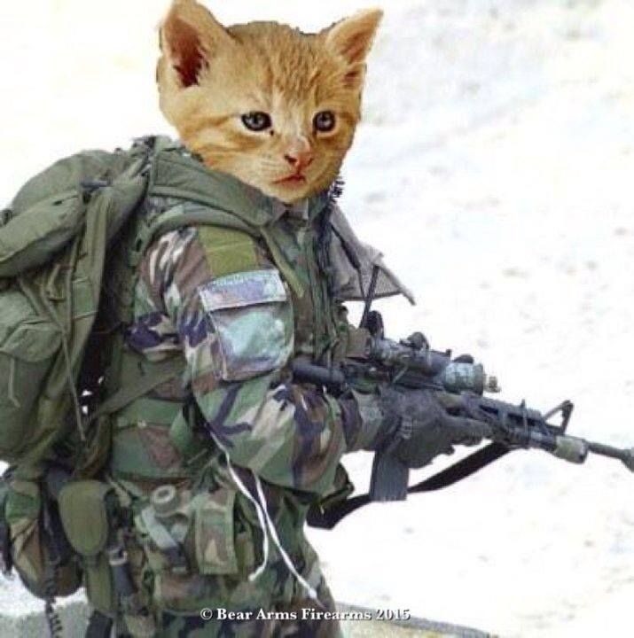 commando_cat