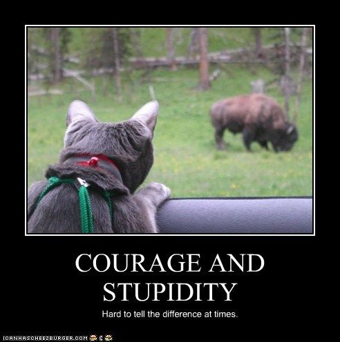 courage_and_stupidity