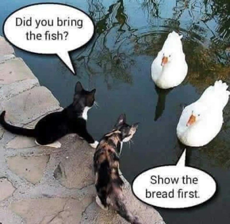 did-bring-fish-show-bread-first