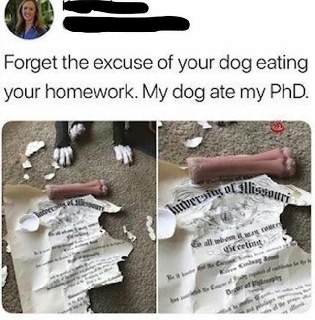 dog-ate-my-phd