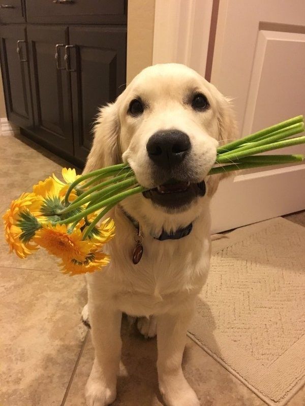 dog-flowers