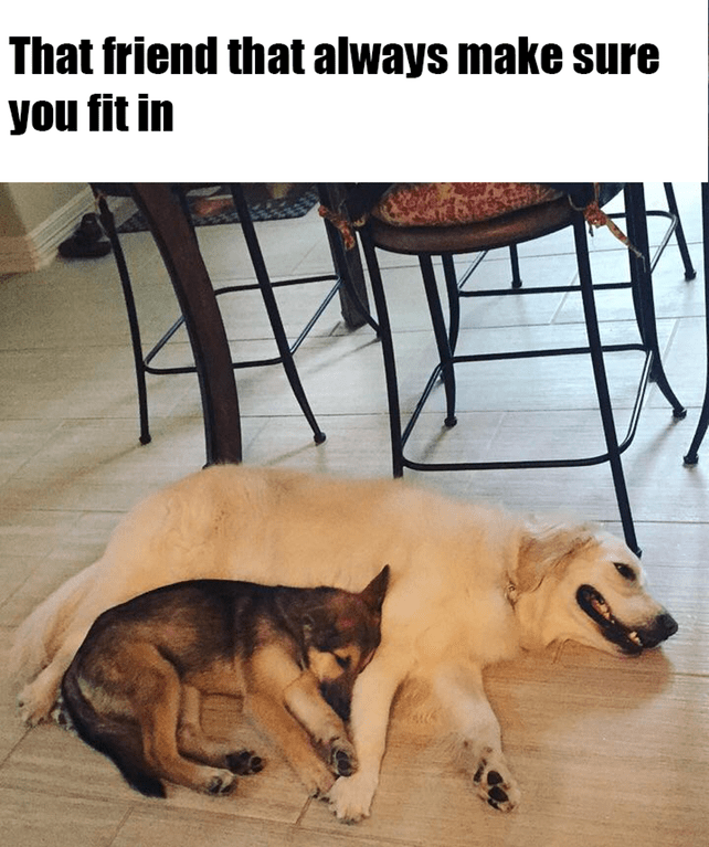 dog-friend-always-make-sure-fit