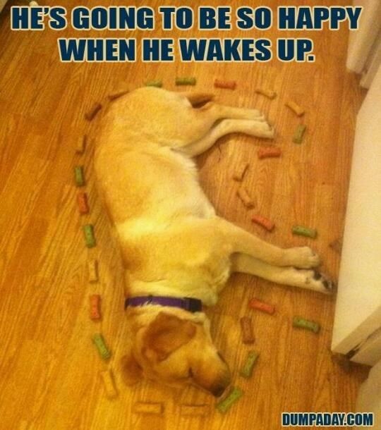 dog-hes-going-be-so-happy-he-wakes-up-dumpadaycom