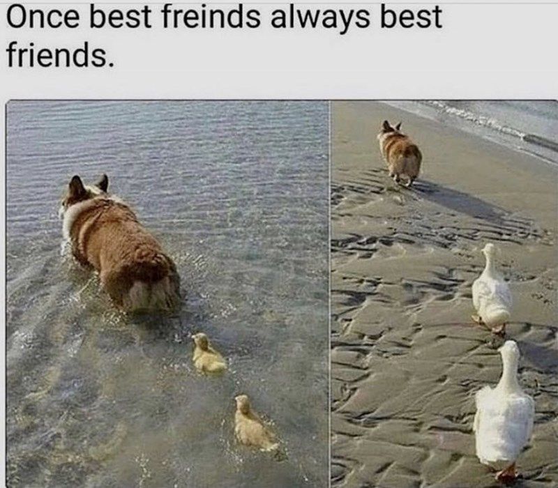 dog-once-best-freinds-always-best-friends