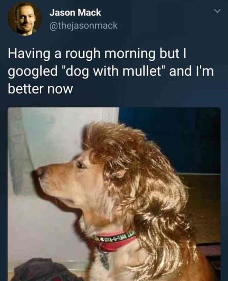 dog-with-mullet_im-better-now