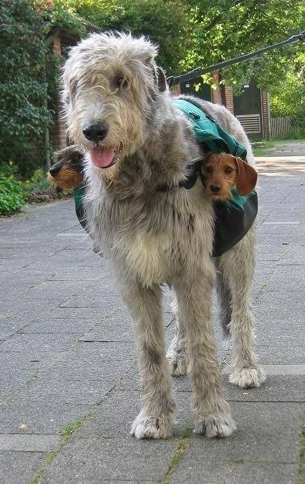 dog_pack_or_pack_dog