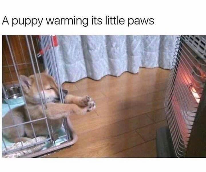 dog_puppy_warming_its_paws