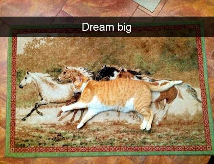 dream big