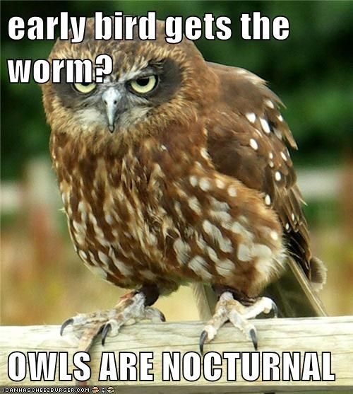 early-bird-gets-the-worm-owls-are-nocturnal