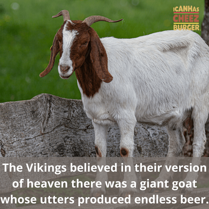 endless-beer_goat