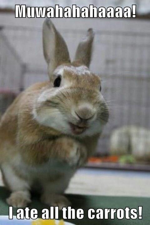 evil-bunny-laugh